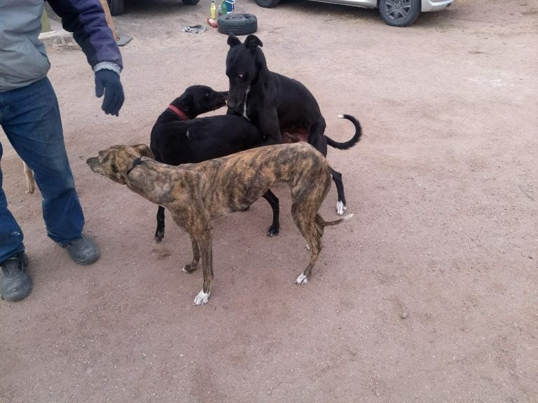 Galgos