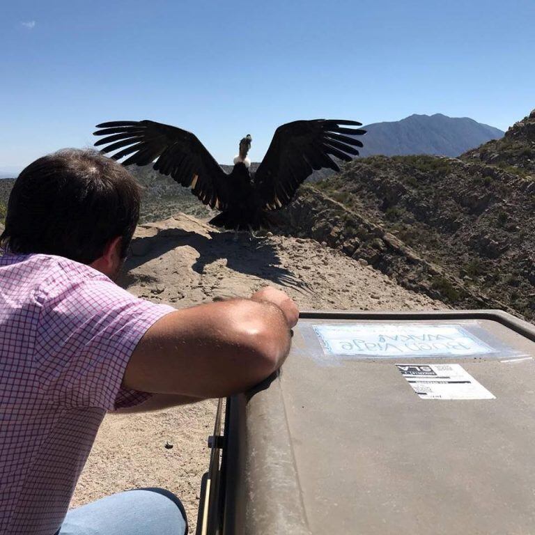 Cóndor Wak'a liberado en Cafayate  (Web)