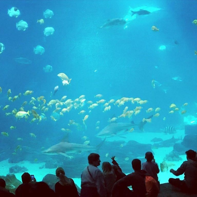 Eva de Dominici recibió fuertes críticas por haber fotografiado a su hijo en un acuario