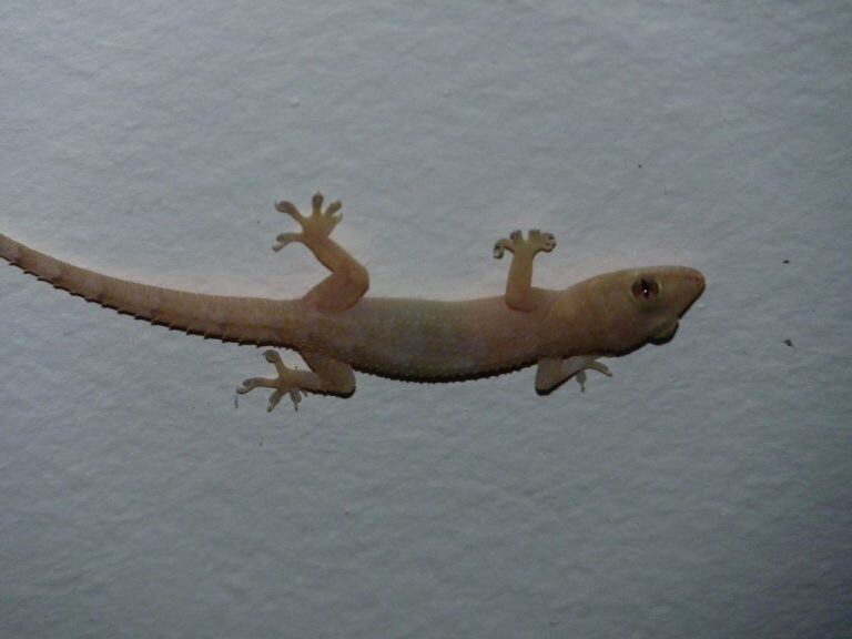 Hemidactylus Mabouia