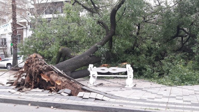 Fuertes ráfagas de viento ocasionaron destrozos en la ciudad.