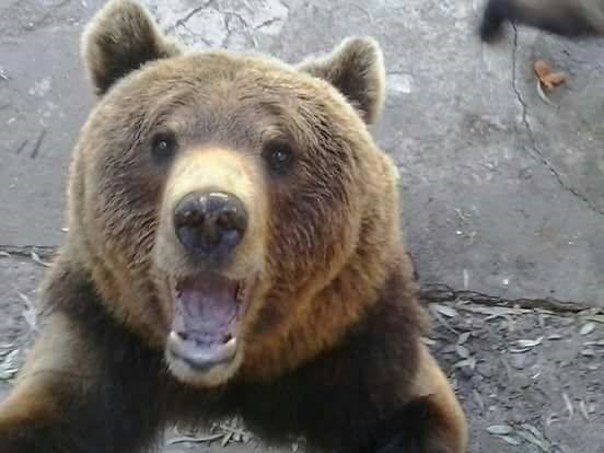 El oso pardo habría atacado al cazador antes de morir.