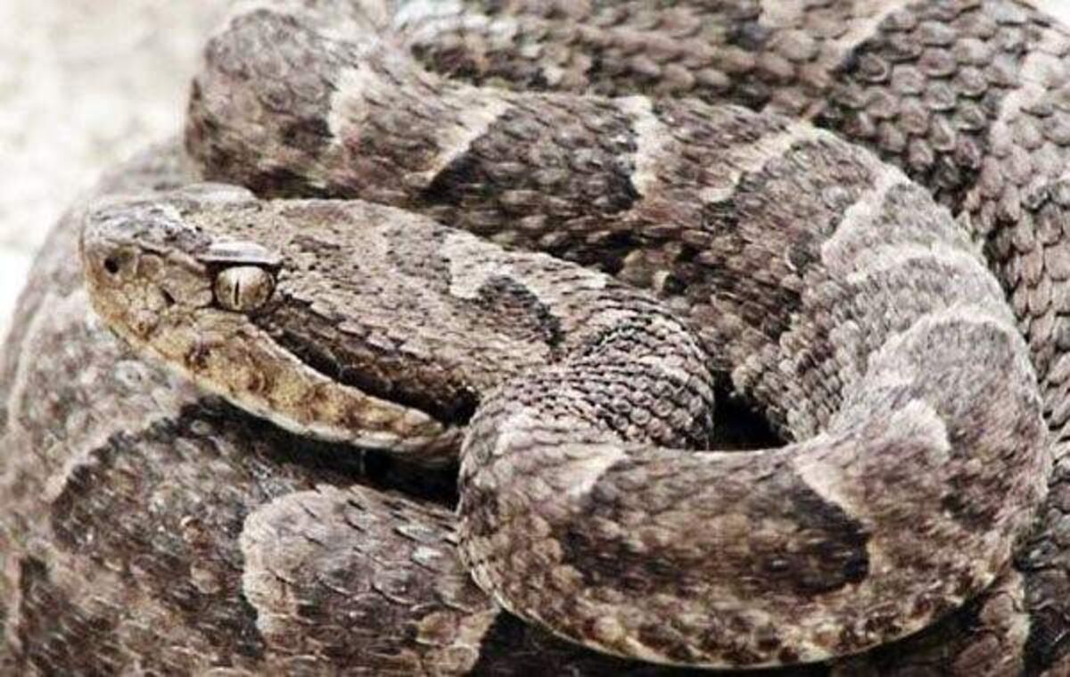 Paseaba por Córdoba cuando fue mordida por una víbora: está en grave estado