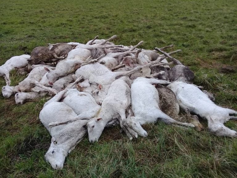 Los animales estaban recién esquilados.