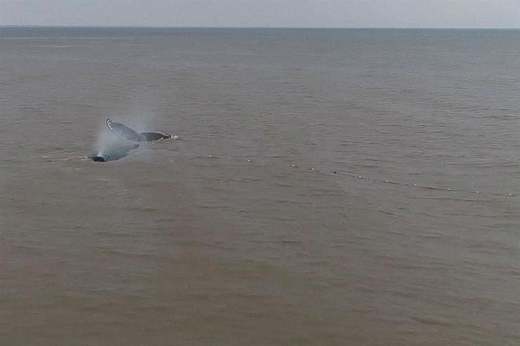 Una ballena fue rescatada tras permanecer varada a metros de la costa de San Clemente del Tuyú.