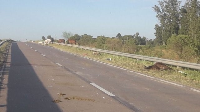 Algunos de los animales quedaron recostados a la vera de la traza. (DERF)