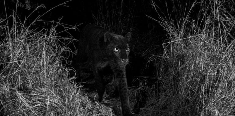 El leopardo negro. (crédito: burrard-lucas.com).