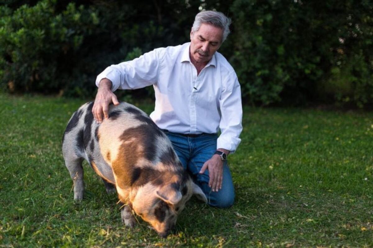 Felipe Solá y un desopilante tuit sobre el cerdo arrojado de un helicóptero: "Le mostré a mi chancha Pelota el video"