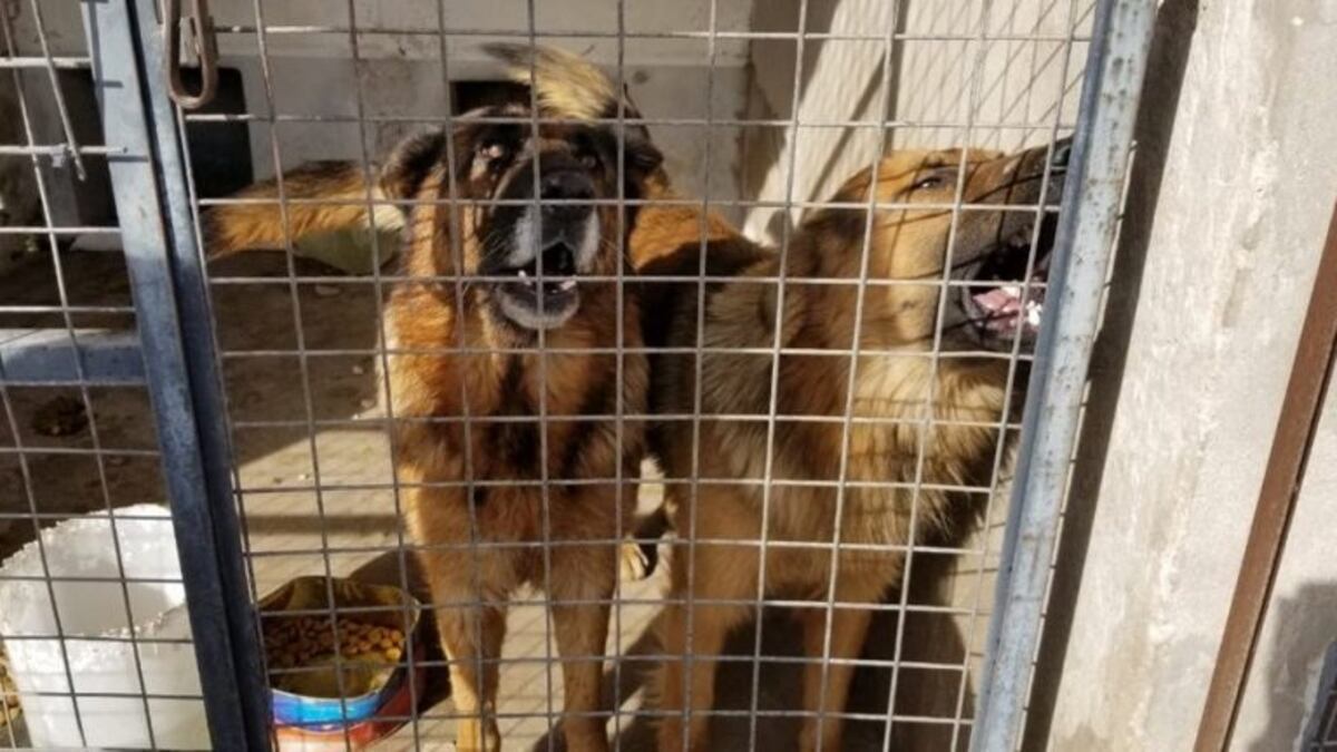 Prohibirán el ingreso de perros a las playas de Mar del Plata