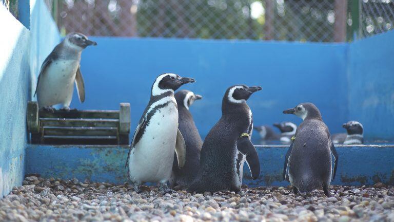 Así fue liberado Pijuí, el pingüino rescatado en una casa de Córdoba, en Santa Rosa de Calamuchita. (Fundación Mundo Marino)