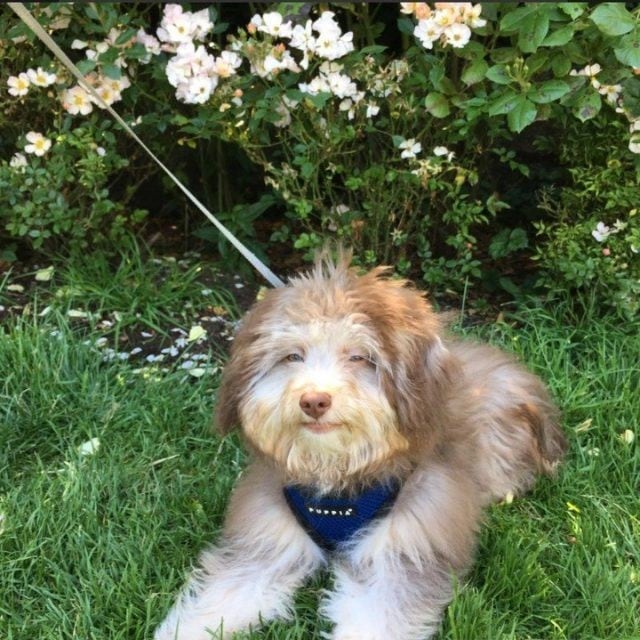 La divertida sonrisa de un perro que simula ser la de un humano y que revoluciona las redes