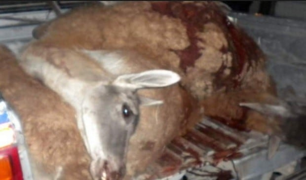 Imagen capturada en el 2010 detrás de la camioneta de Olivera, donde estaban los guanacos muertos.