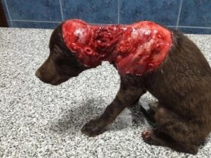 Chocolate, el perro mutilado