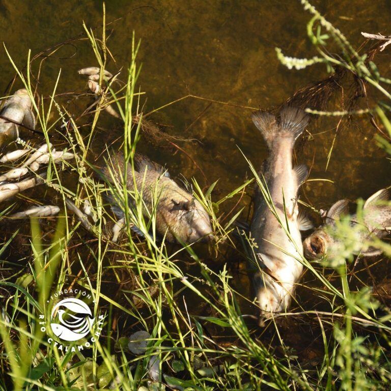 Fotos de los peces muertos que publicó en Facebook la 
Fundación Río Ctalamochita.