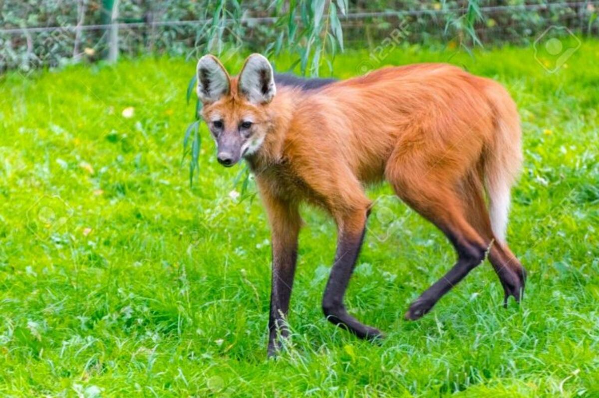 Capturaron al aguará guazú que andaba suelto por las calles de Paraná