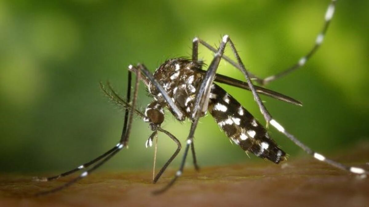 En una localidad salteña el 20% de la población contrajo dengue