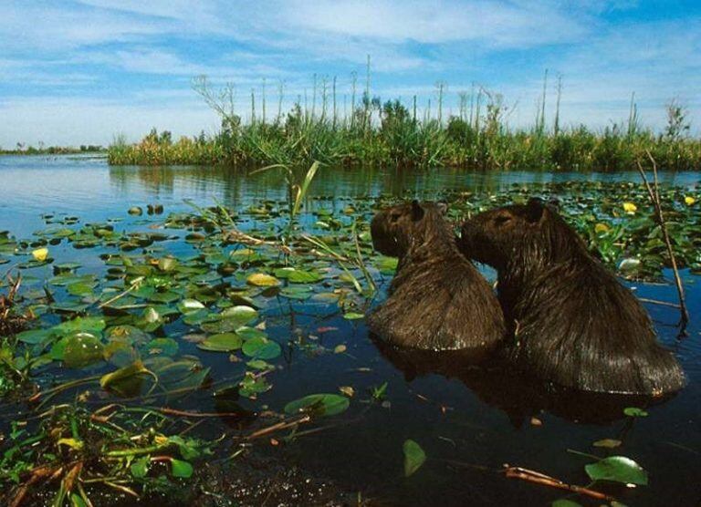 Esteros del Iberá siempre es un atractivo