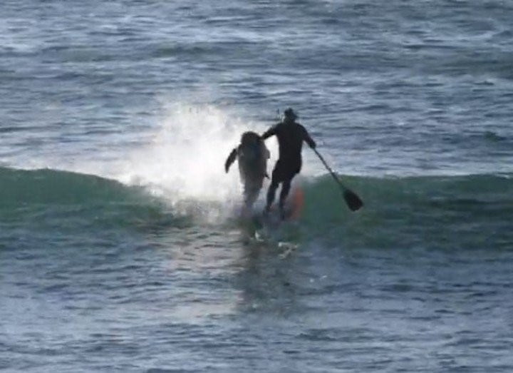 El surfer perdió el equilibrió y cayó de la tabla al agua.