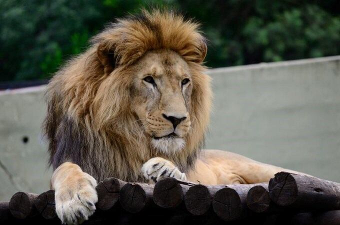 Tango, el león del Zoológico Córdoba finalmente será trasladado a un santuario en Sudáfrica.