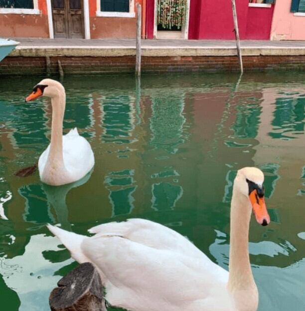 El agua de los canales de Venecia se volvió cristalina y se llenó de peces, patos y cisnes. (Foto: Twitter)