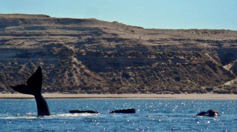 Temporada de ballenas. Puerto Pirámides.