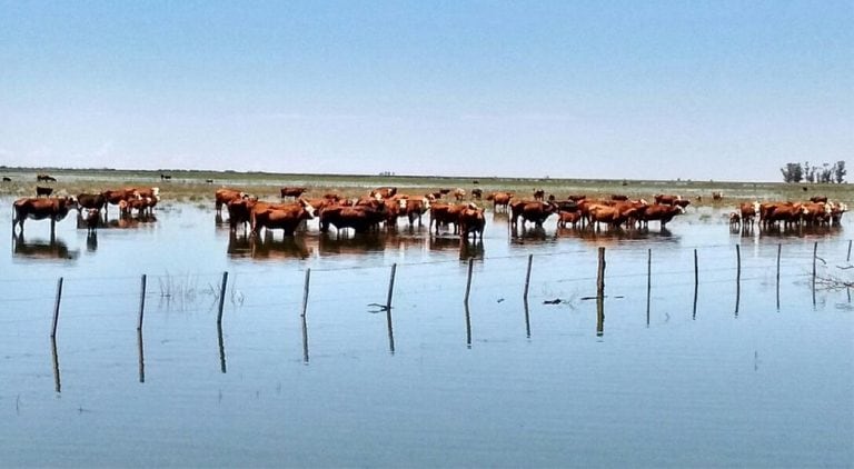 La Bolsa de Rosario pidió por la emergencia agropecuaria en el norte santafesino