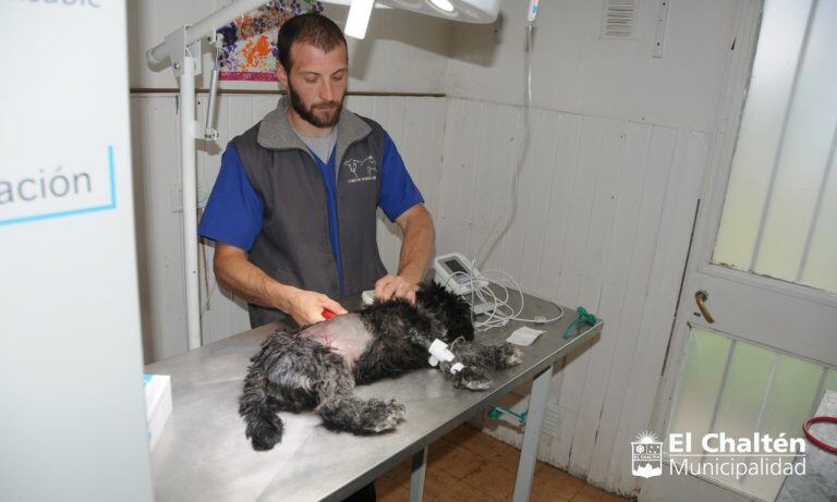 Veterinario Federico Boote Vidal - Tenencia Responsable 2020