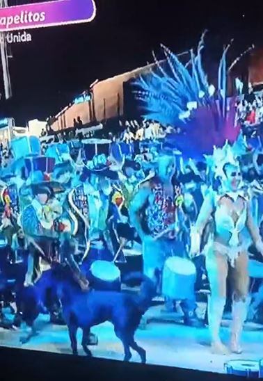 Escándalo en el Carnaval de Gualeguaychú: un perro fue agredido en pleno show de batucada