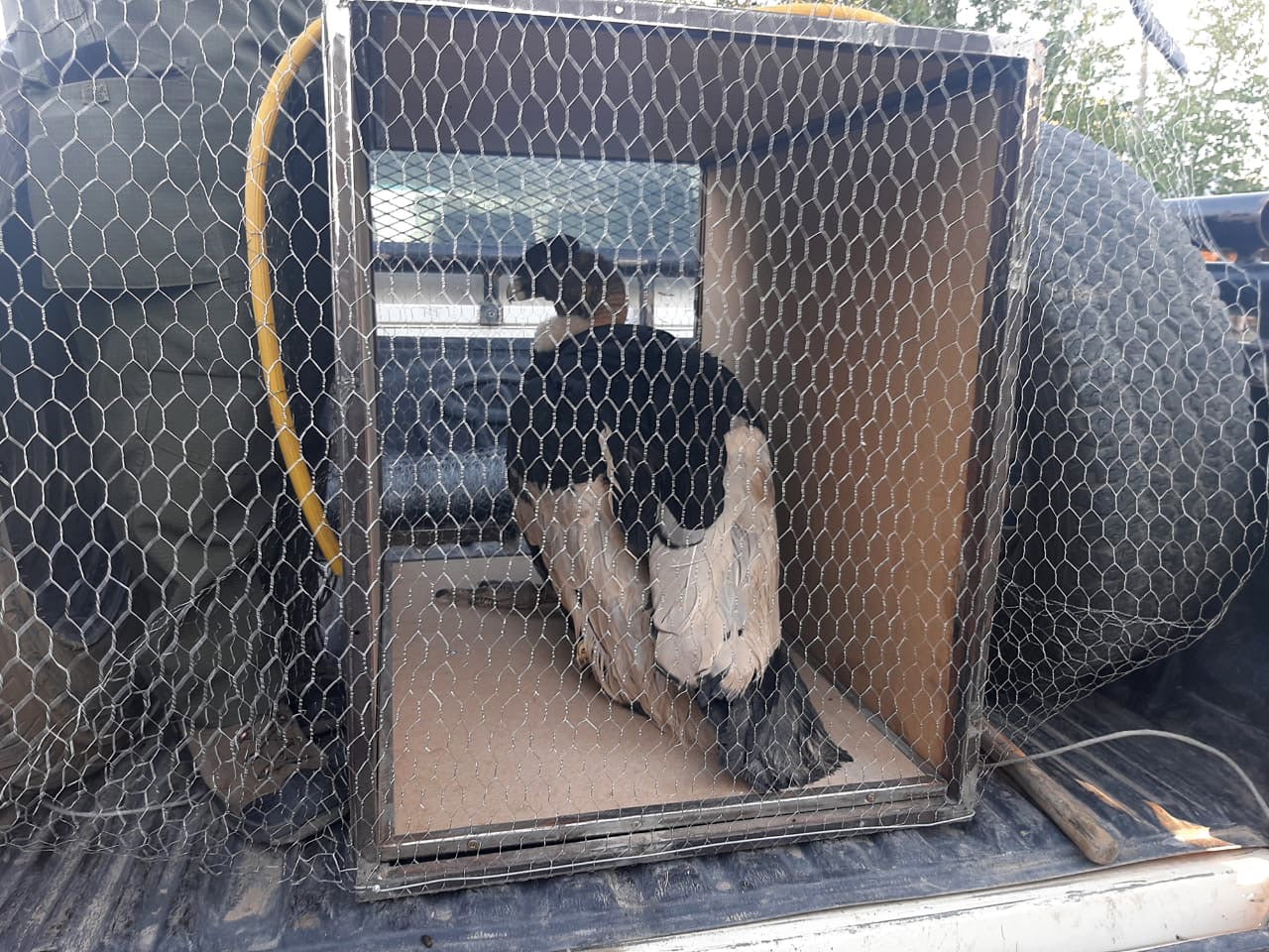 Gendarmería rescató a un cóndor en la ruta del paso Internacional de El Pehuenche. Esta especie está en peligro de extinción. Gentileza Los Andes