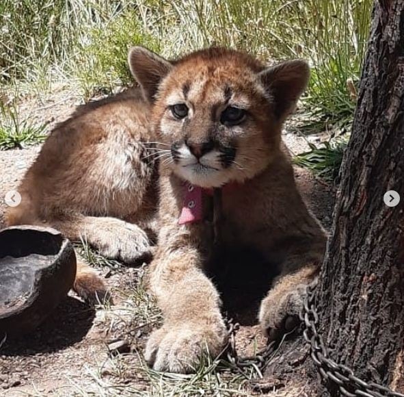 Rescataron un pumita que estaba encadenado a un árbol