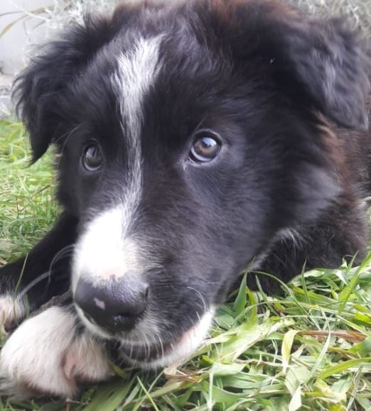 Descubren qué función cumple la nariz de los perros (Foto: Max/Diego Flores)