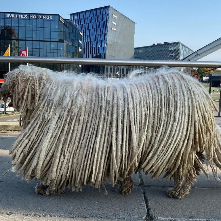 Hanga, el perro Komondor  que ama nadar (Instagram)