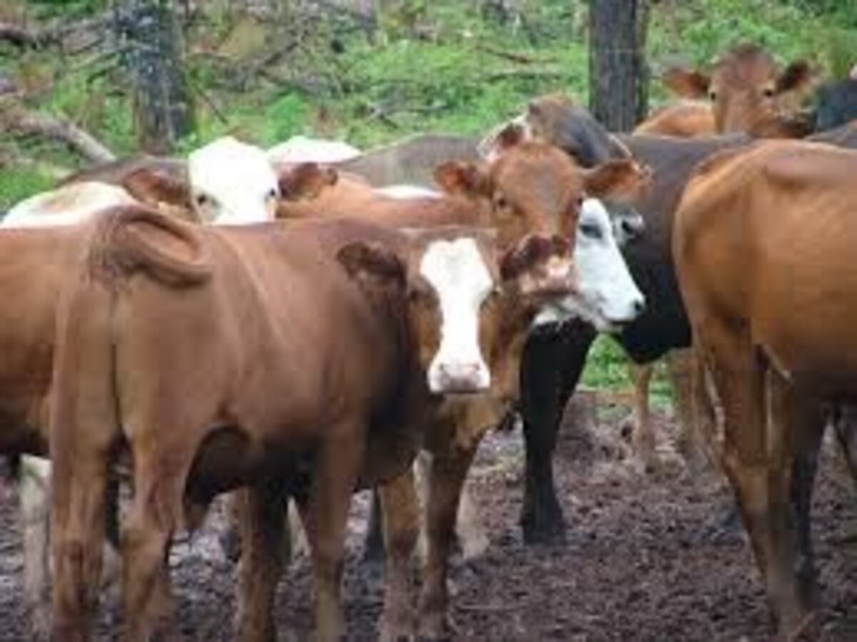 Fue detenido tras robar una vaca de 200 kilos