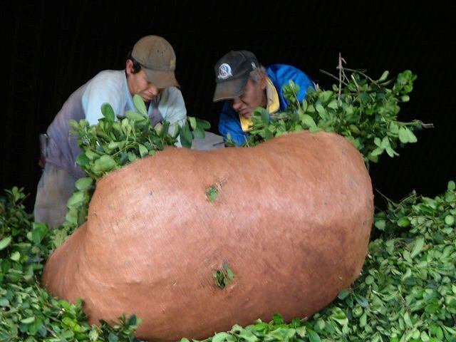 Yerba mate. Hoja verde en una "ponchada" que va al secadero. (MisionesOnline)