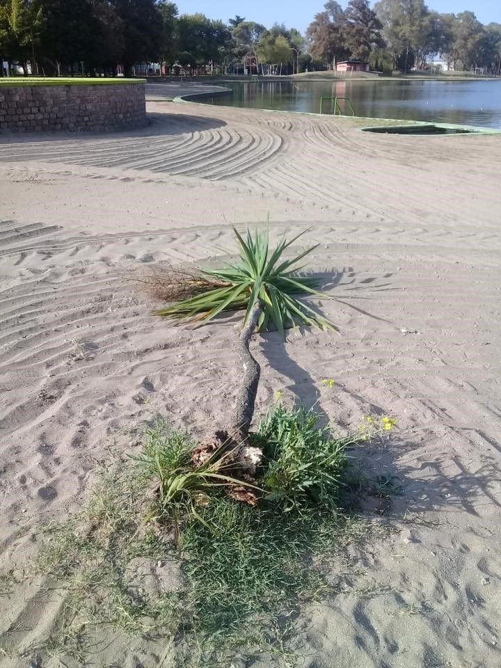 La palmera arrancada en el Balneario.