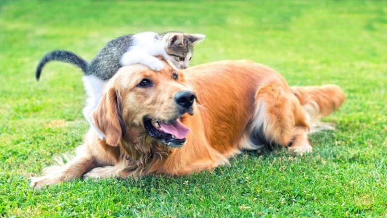 Perros y gatos a pagar.