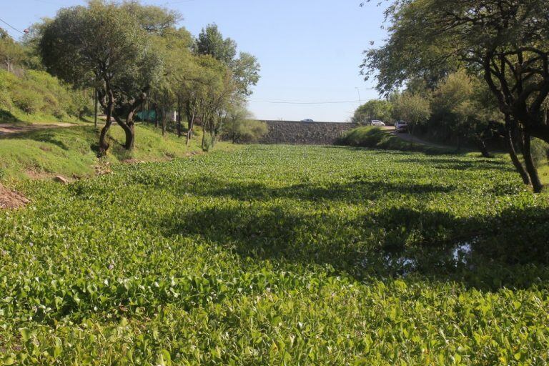 Se colocaron camalotes en el lago San Roque