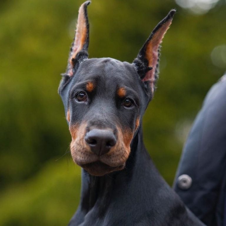 5-Doberman pinscher