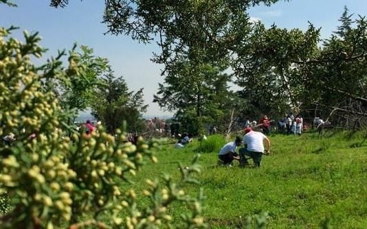 Este 29 de agosto se conmemora el Día del Árbol.