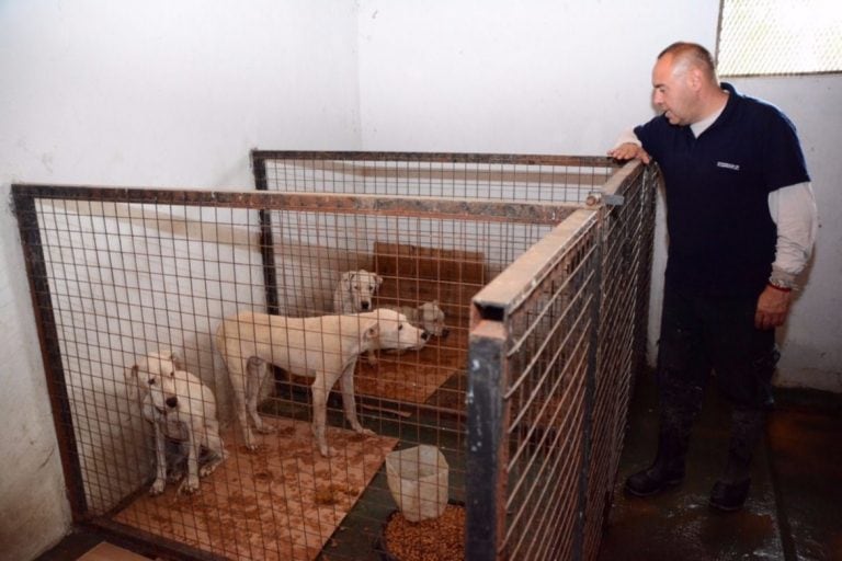 Dogos recuperándose en la canera de Villa Mercedes, San Luis. Foto: Diario de la República.