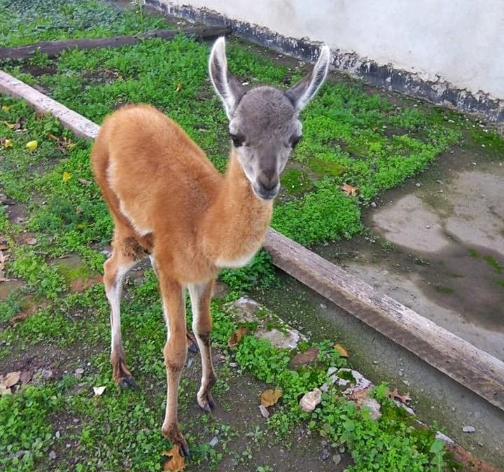 Cría de Guanaco (Foto: VDM Noticias).