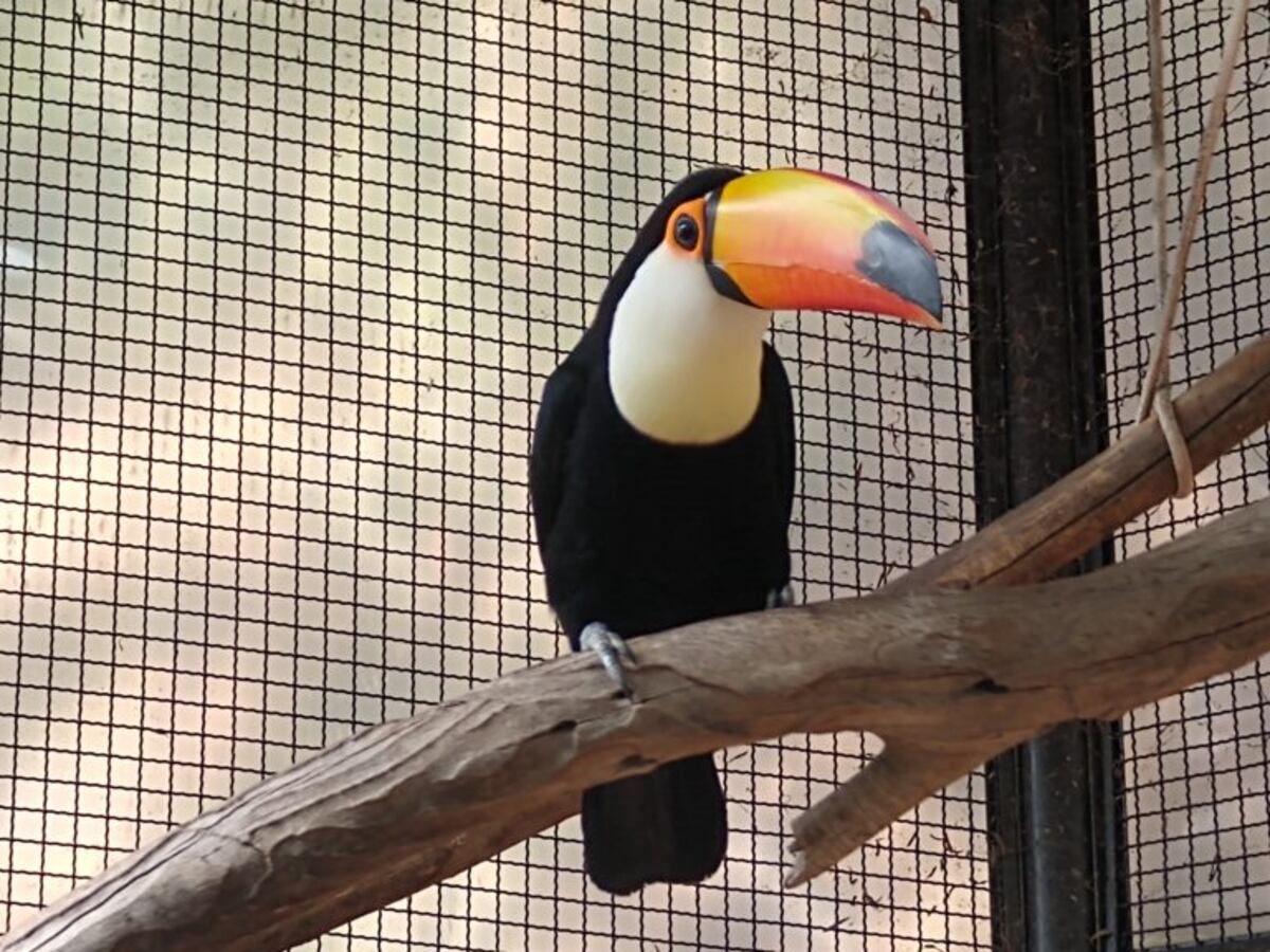 Más de 500 animales del Ecoparque de Mendoza fueron dados en adopción