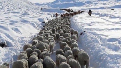 Intensas nevadas y temperaturas bajo cero extremas pusieron en estado crítico el campo patagónico.