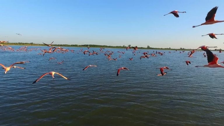 Vuelo de Flamenco Austral en el Mar de Ansenuza