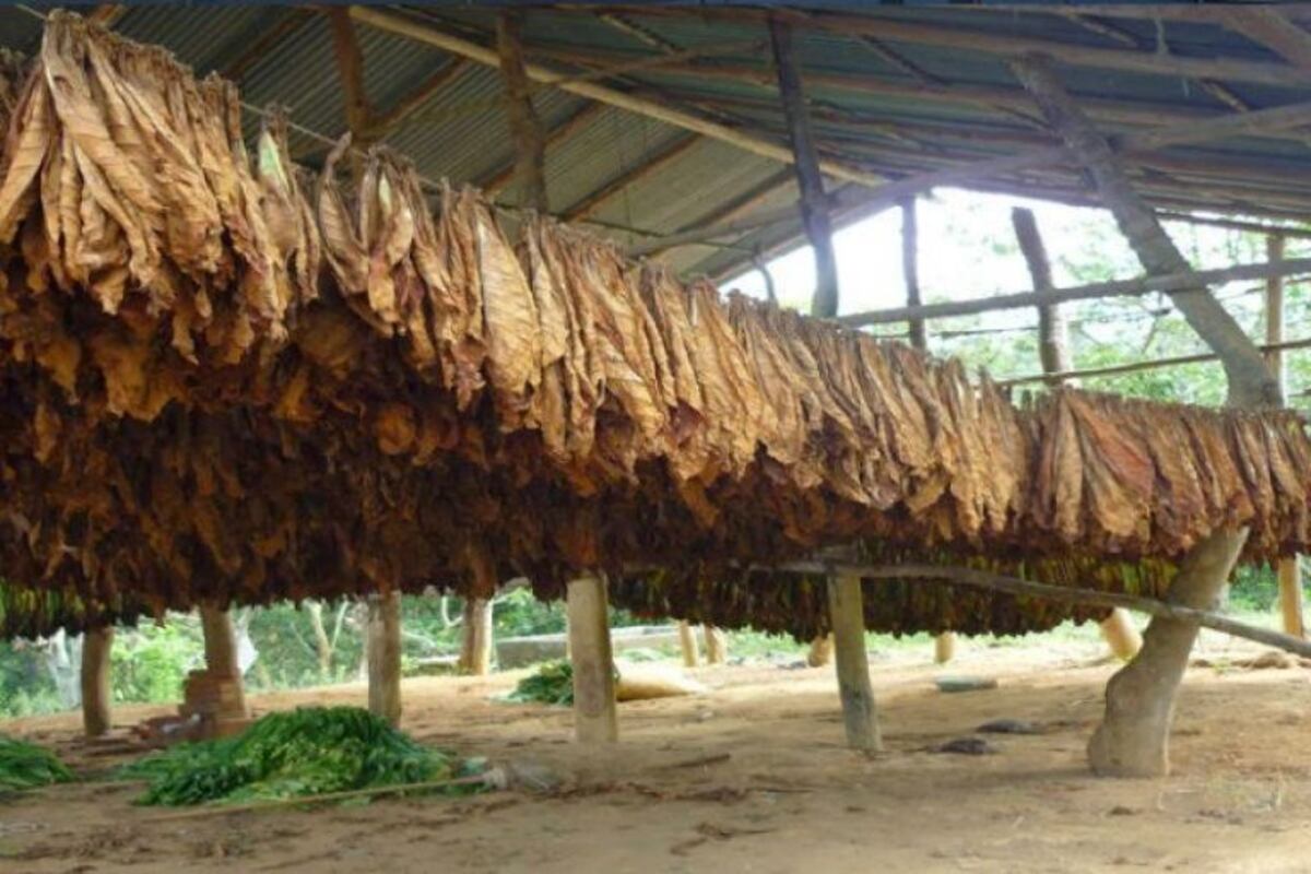$30 millones se acreditaron a beneficiarios del sector tabacalero