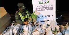 Puerto Iguazú: Gendarmería Nacional recuperó 86 orquídeas exóticas sin aval correspondiente