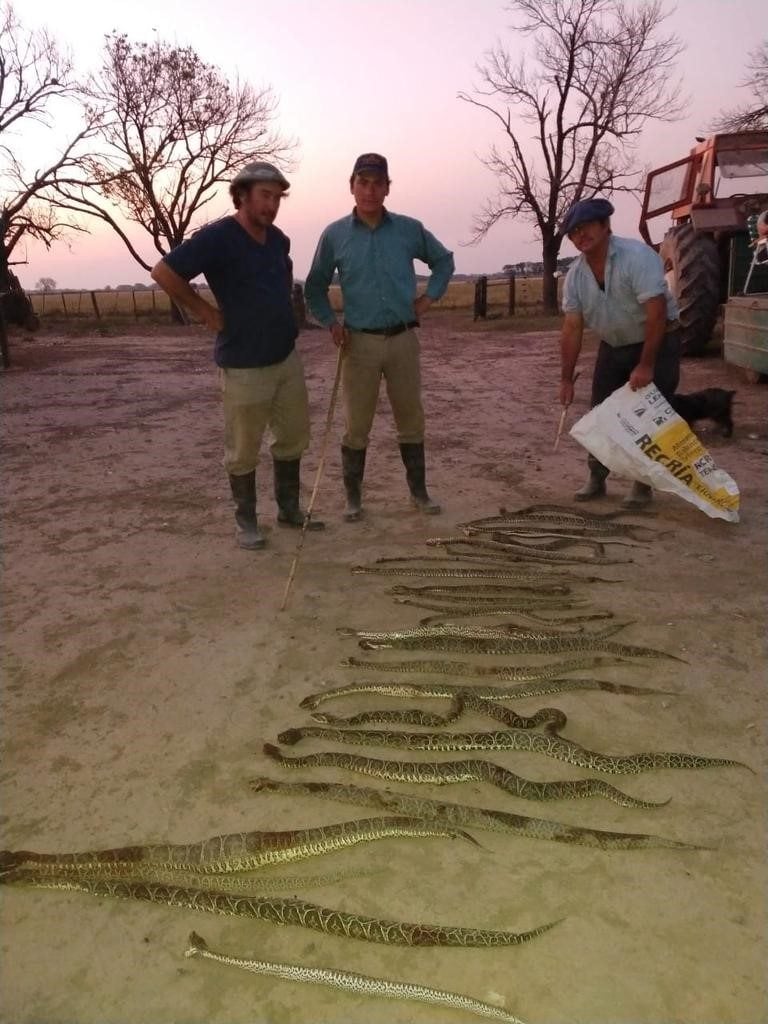 Repudian la matanza de decenas de ejemplares de yarará en el departamento Las Colonias. (@mariogalopo)