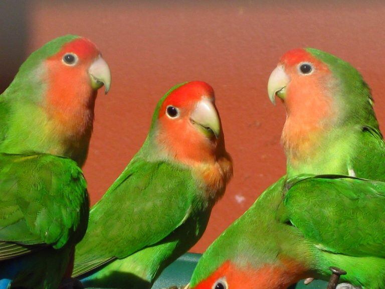 Aves permitidas en Córdoba.