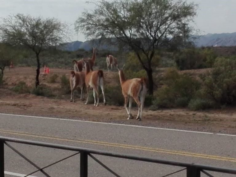 Guanacos en San Juan.