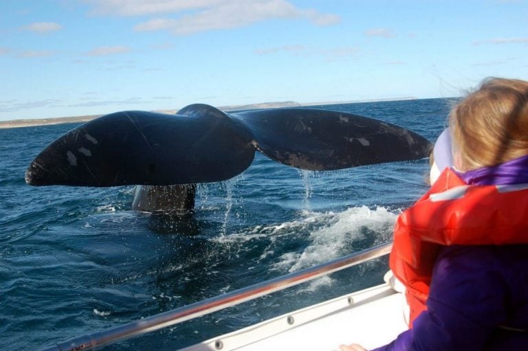 Ballenas en Puerto Madryn.